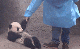 走，我带你去找你媳妇，不去动物gif搞笑图片