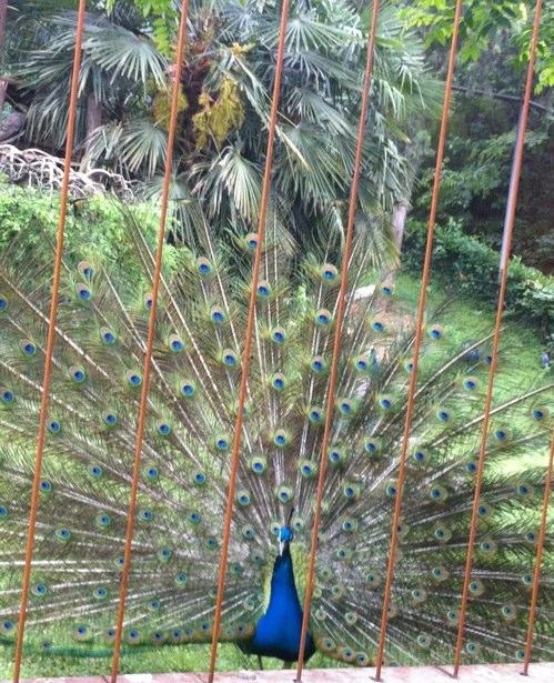 见者明天有对象动物gif搞笑图片