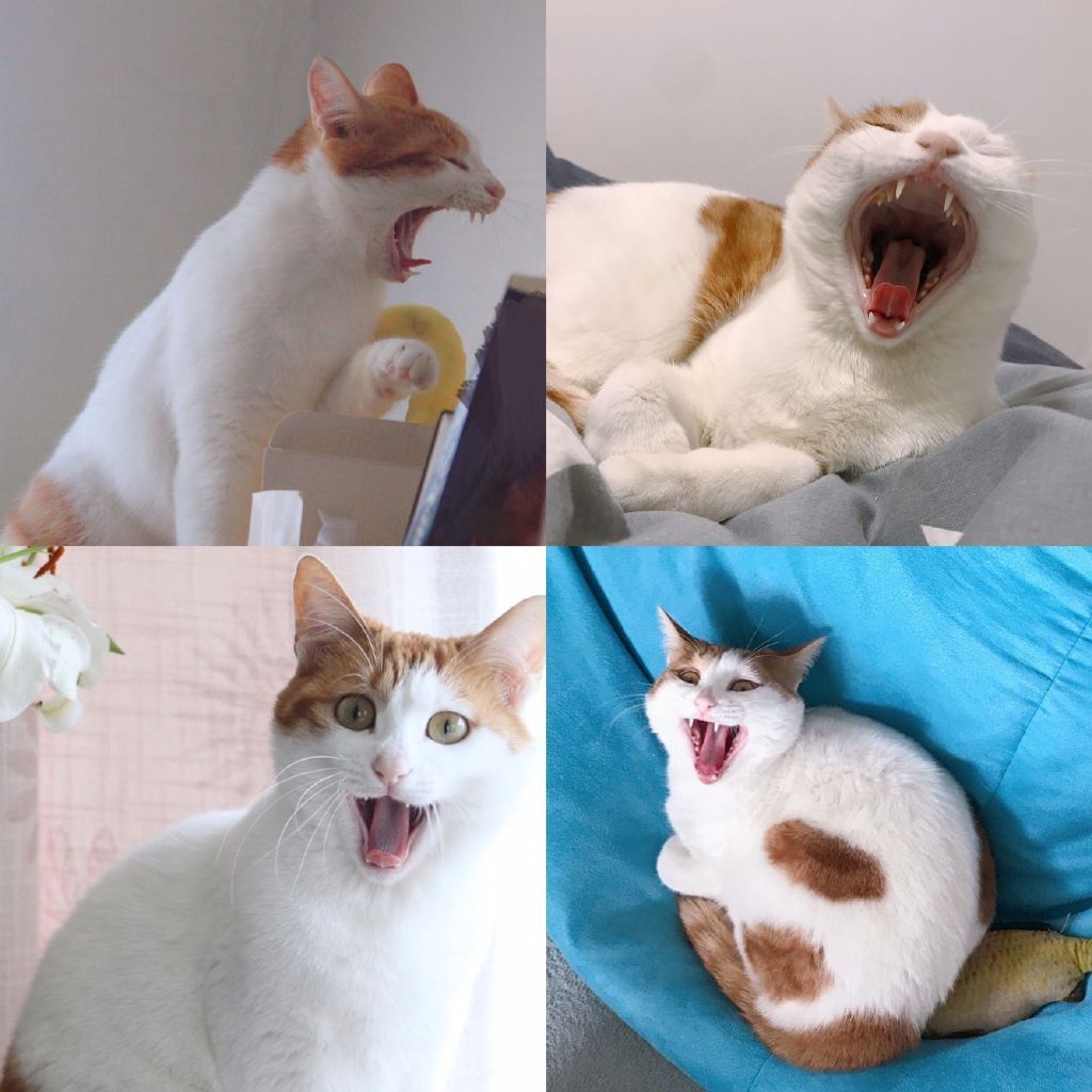 看这只猫咪打哈欠，你肯定也想打哈欠吧！动物gif搞笑图片