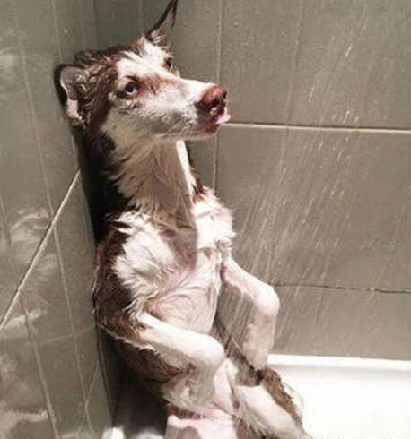 只能躲在角落心酸动物gif搞笑图片