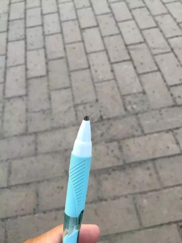 灭蚊子就是这么简单动物gif搞笑图片