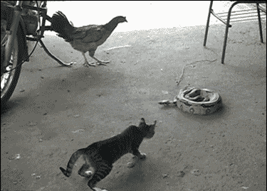 总有刁民想害朕动物gif搞笑图片