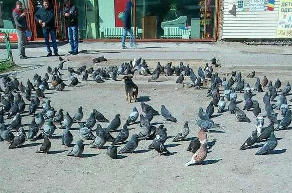 四面楚鸽动物gif搞笑图片