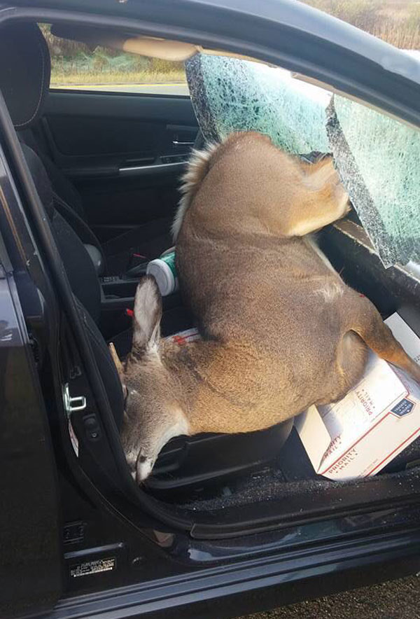 一场惨烈的车祸动物gif搞笑图片