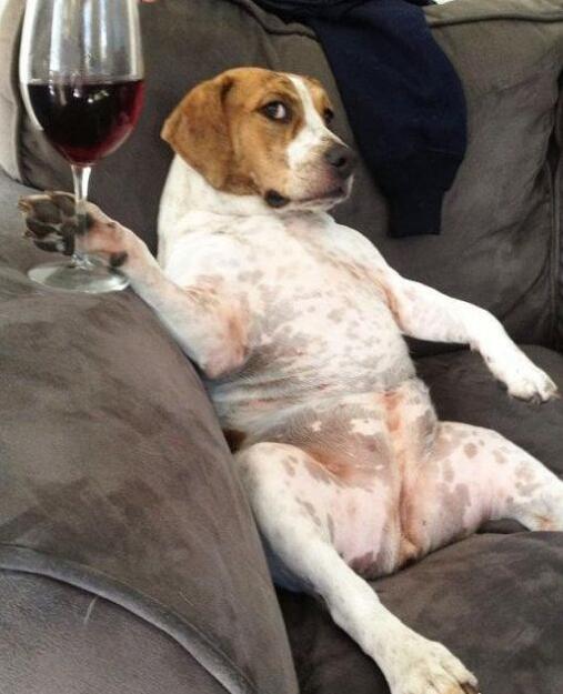 老娘就不想干家务，怎咧？动物gif搞笑图片