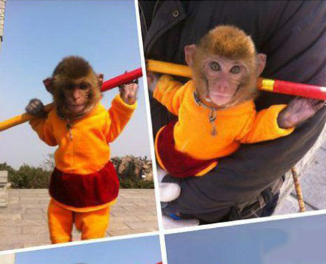 养了只大圣幼崽，挺萌的动物gif搞笑图片