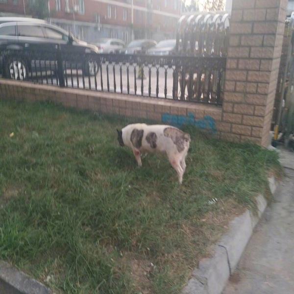 哇，这只猪好像一只狗动物gif搞笑图片