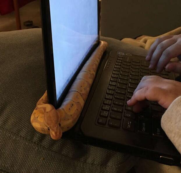 老兄，你的笔记本散热好像有点问题动物gif搞笑图片