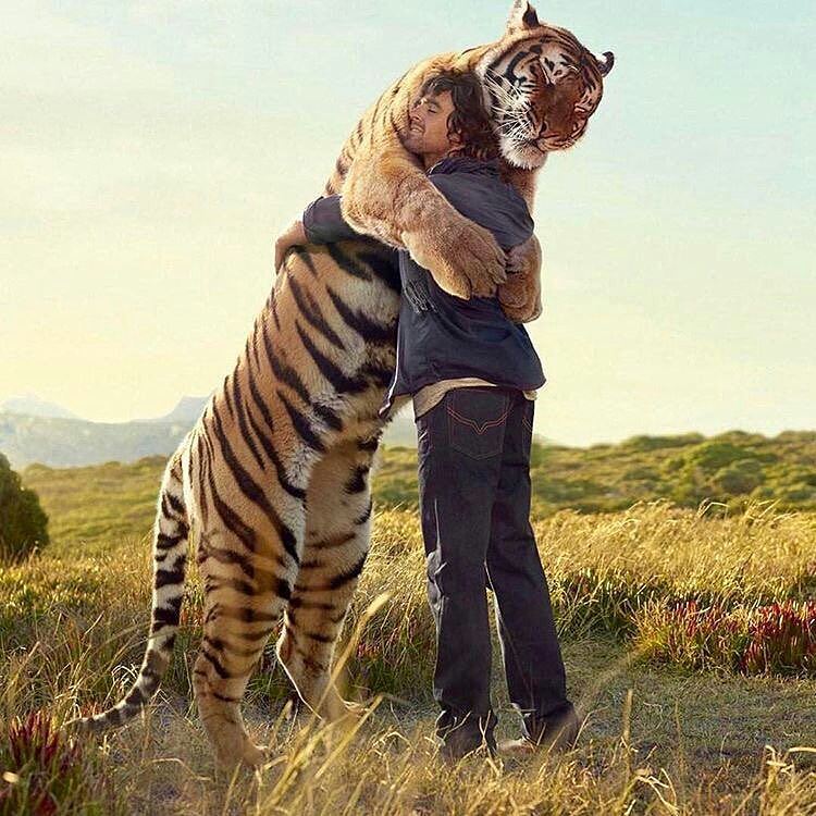 阿虎和他的晚餐动物gif搞笑图片