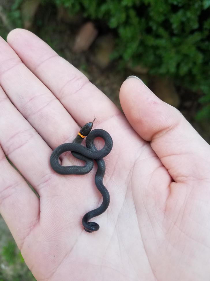 别看我袖珍，咬一口你就知道动物gif搞笑图片