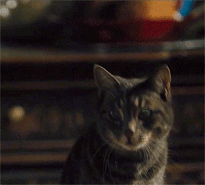 妈呀，真的亮瞎我的眼了动物gif搞笑图片