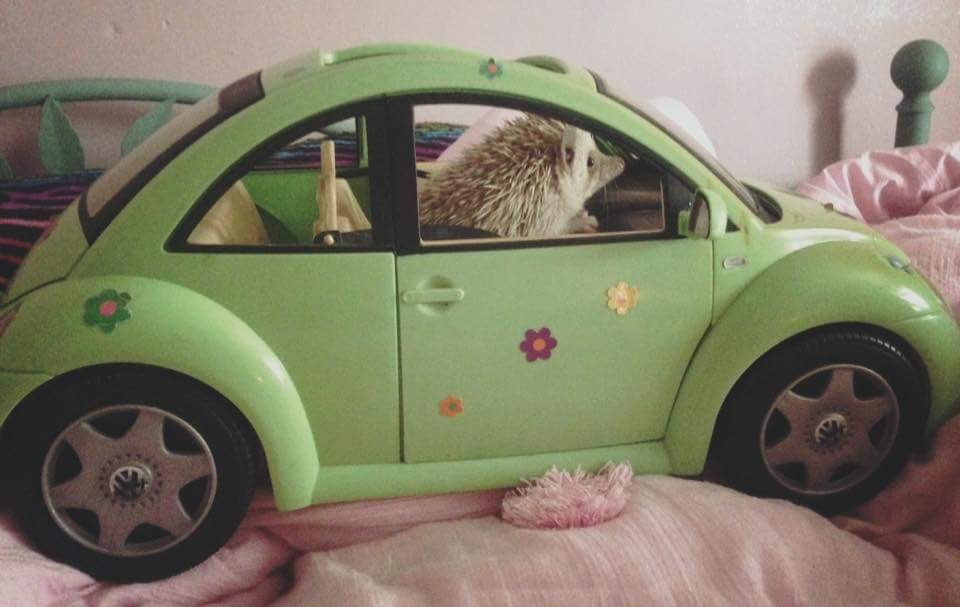 想去哪儿，我送你一程动物gif搞笑图片