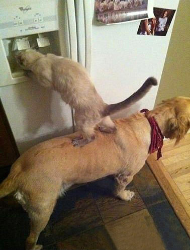 懂得团队协作的狗狗！动物gif搞笑图片