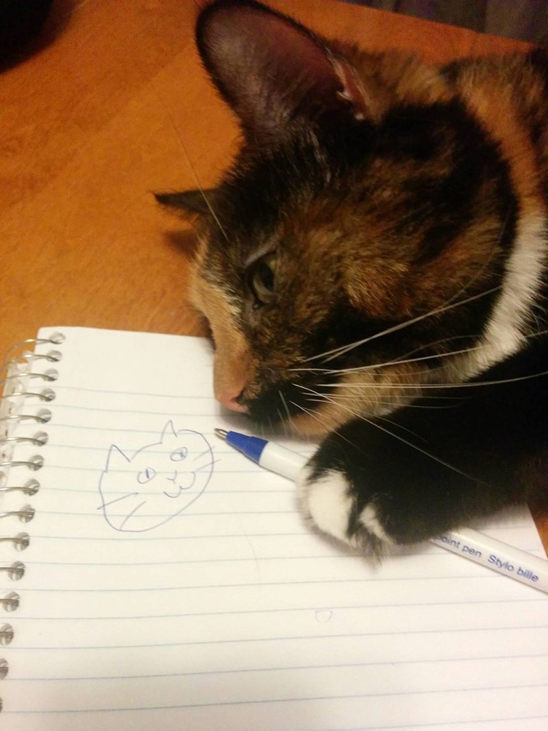 阿喵的自画像动物gif搞笑图片