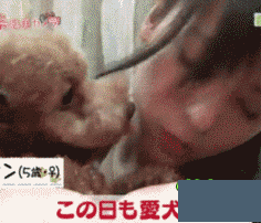 泰迪不愧为狗界色魔动物gif搞笑图片