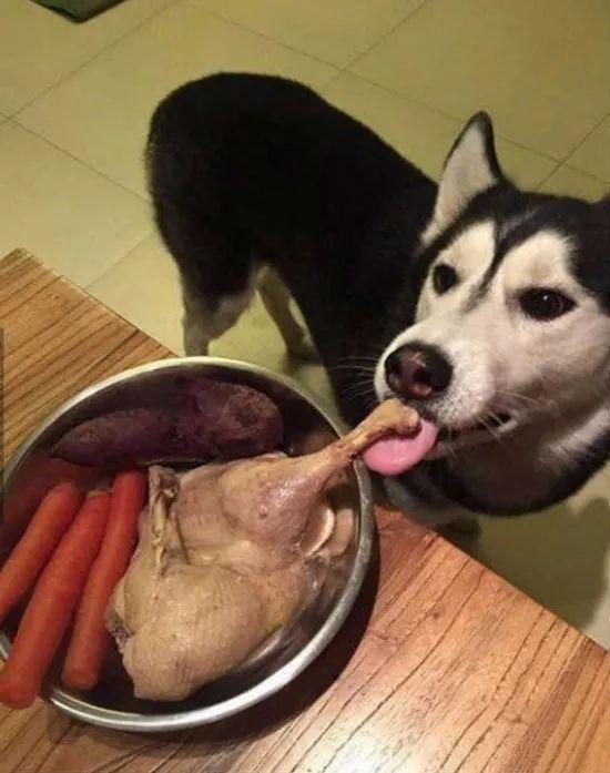 主人，我不吃，就尝尝咸淡动物gif搞笑图片