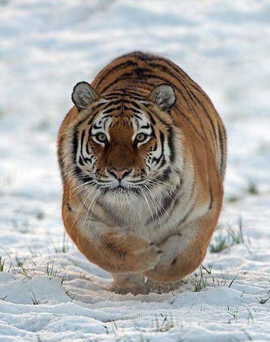 胖嘟嘟的好可爱啊动物gif搞笑图片