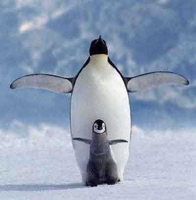 企鹅版泰坦尼克号动物gif搞笑图片