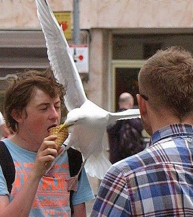 别自私，给我来一口！动物gif搞笑图片