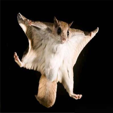 看我这姿势怎么样,是不是很酷炫动物gif搞笑图片