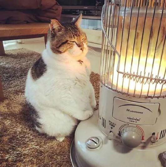 这个冬天太冷了，烤一烤火动物gif搞笑图片