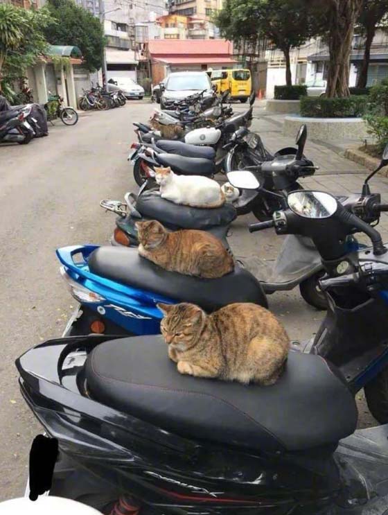 各就各位的喵星人简直不要太可爱了动物gif搞笑图片