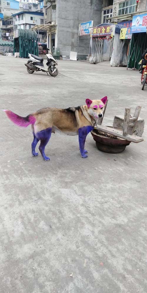 这是干了什么好事,居然搞成这样动物gif搞笑图片