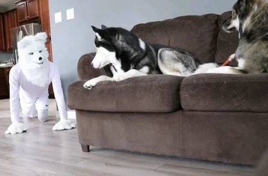 汪，这是一只什么货......动物gif搞笑图片