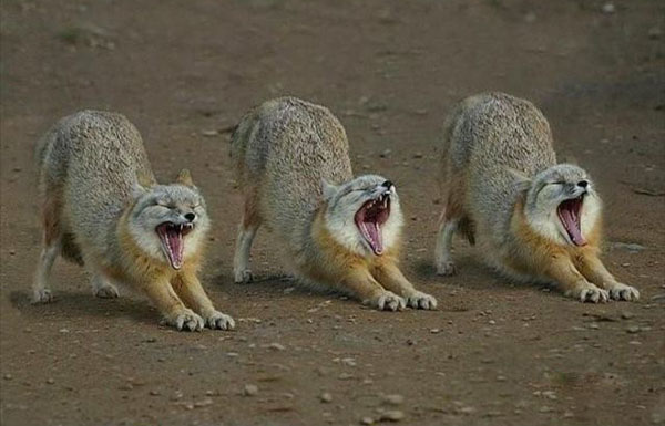 集体练操时间到动物gif搞笑图片