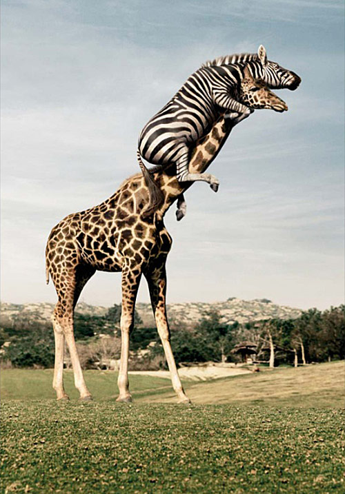 斑马，你怎么上去的？动物gif搞笑图片