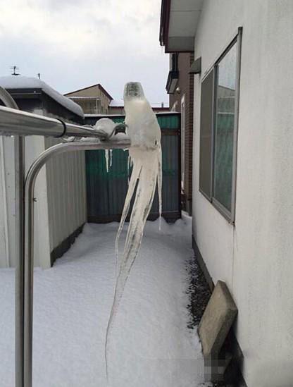 我不敢看动物gif搞笑图片