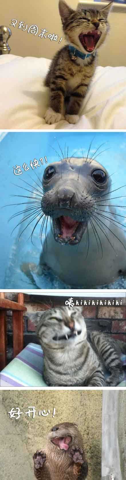 又要到周末啦~~~动物gif搞笑图片