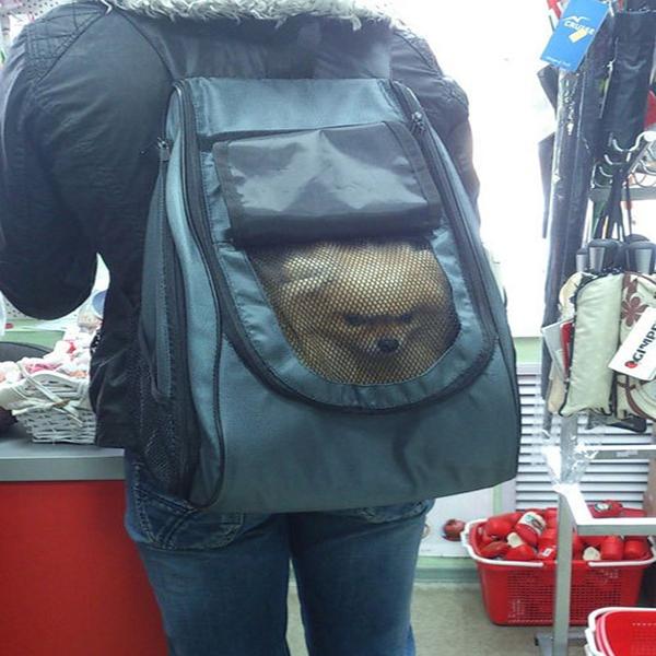 一脸怨念的汪动物gif搞笑图片