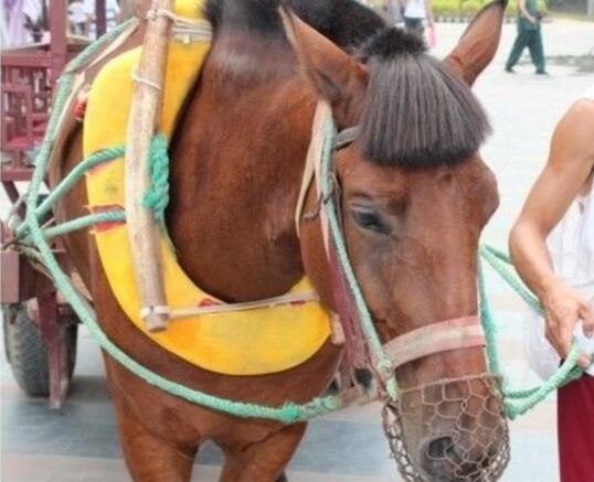 剪了个齐刘海不像吴莫愁都难动物gif搞笑图片