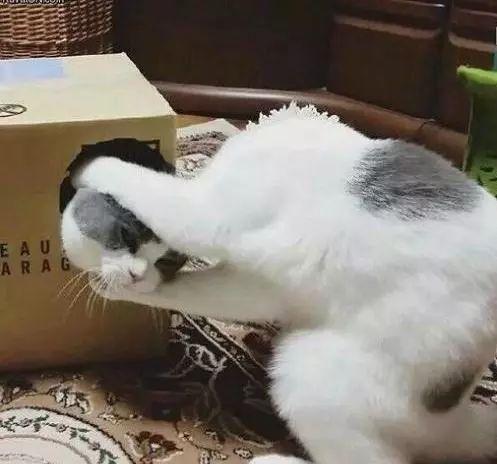 头掉了我得装回去动物gif搞笑图片