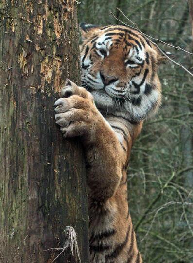 你们躲好了吗，我要开始追了哦动物gif搞笑图片