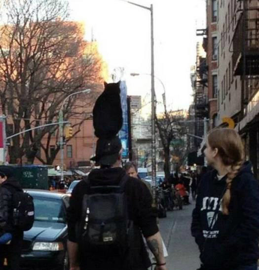 看来喵星人统治地球指日可待动物gif搞笑图片