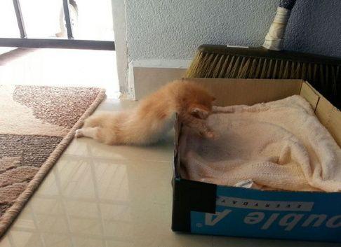 喵实在太困了动物gif搞笑图片