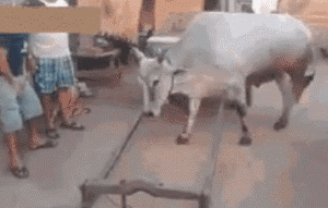 自动上架，太智能了动物gif搞笑图片