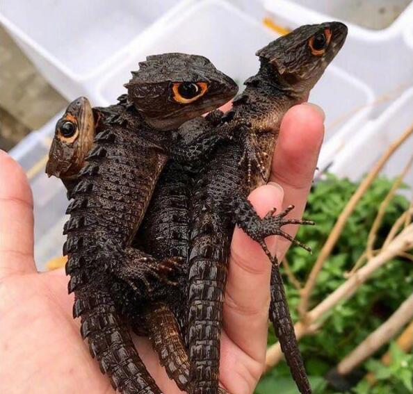 幼龙的赶脚动物gif搞笑图片