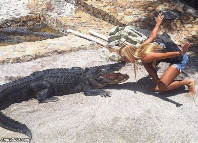 这一吻跨越了种族动物gif搞笑图片