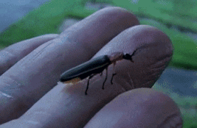 萤火虫动物gif搞笑图片