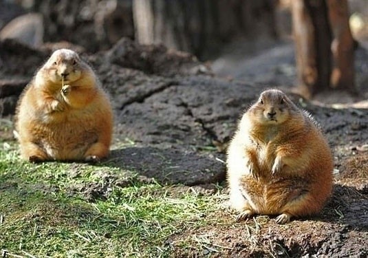 牙签享用中。。。动物gif搞笑图片