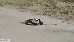 蛇精病自己咬到自己了动物gif搞笑图片