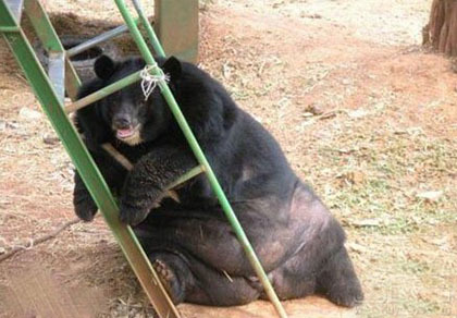 不是我胖，是我有种淡淡的忧伤！动物gif搞笑图片