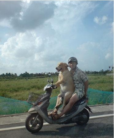 咱家的狗会开车动物gif搞笑图片