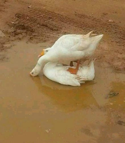 机智的小伙伴。。。动物gif搞笑图片