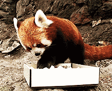 吃个东西非要萌翻我么动物gif搞笑图片