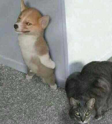 老图新说，其他躲猫猫弱爆了动物gif搞笑图片