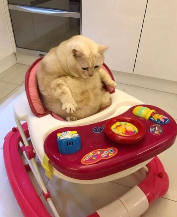 来，做10个仰卧起坐试试动物gif搞笑图片